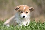 CORGI PEMBROKE 1273